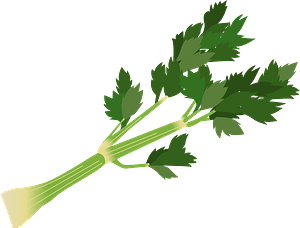 Celery stalk