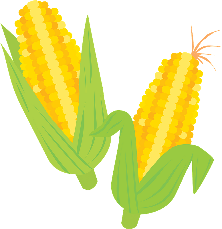 Ears of Corn