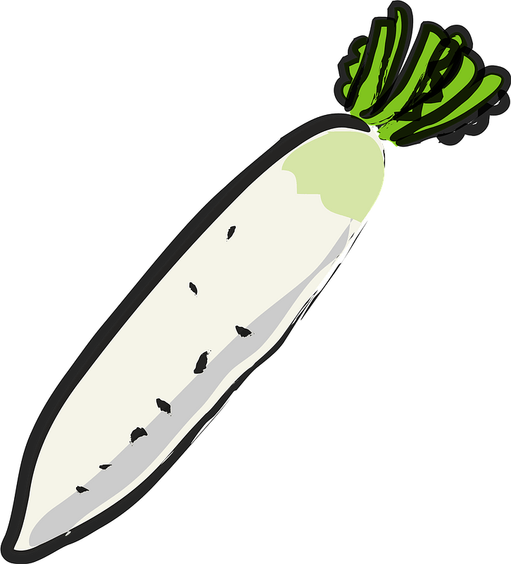 Daikon - root vegetable