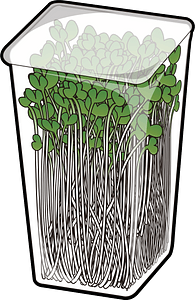 Radish sprouts