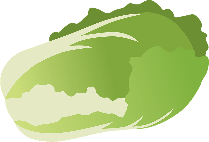 Napa cabbage
