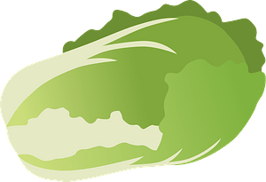 Napa cabbage
