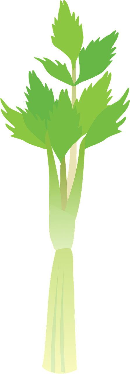 Celery stalk