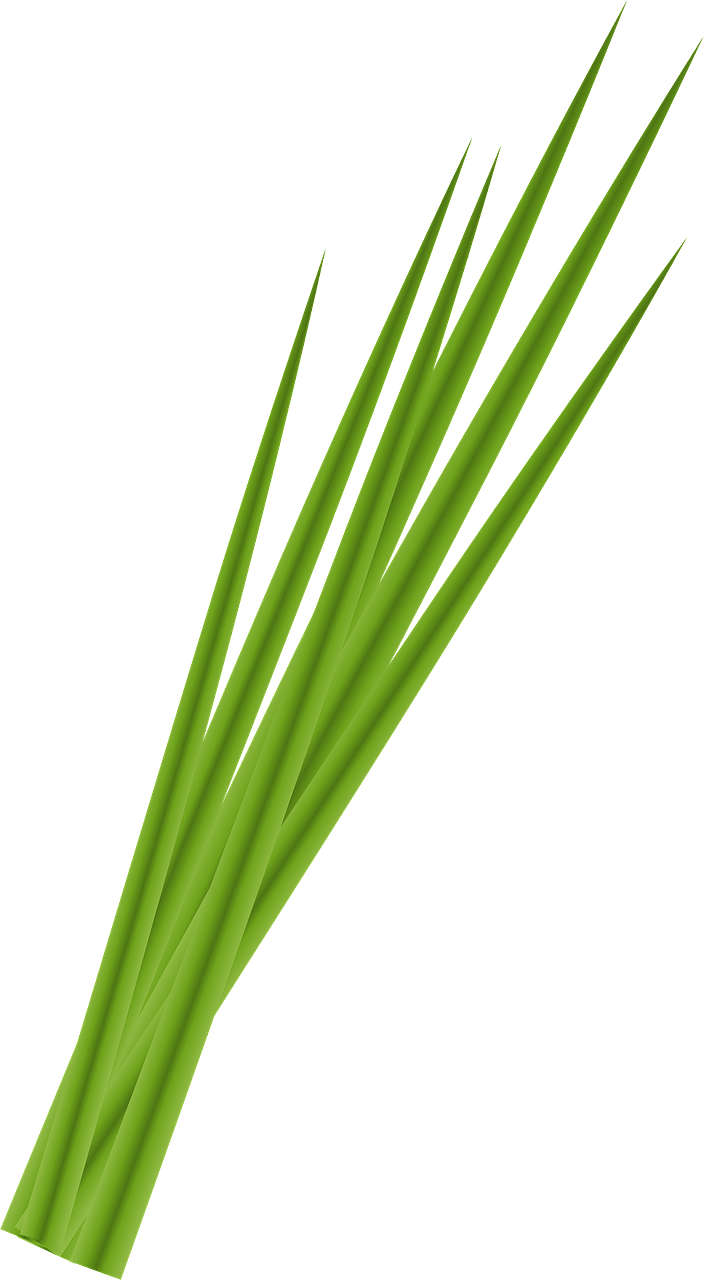 Garlic chives