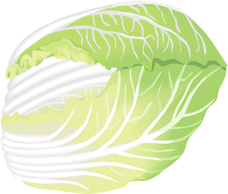 Napa cabbage