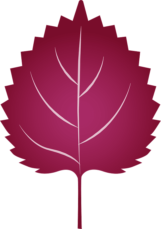 Shiso