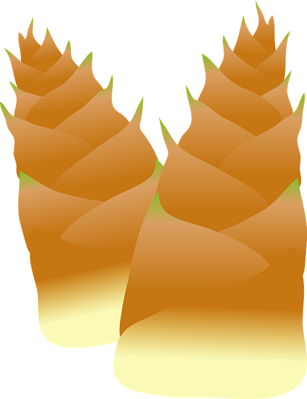 Bamboo shoot