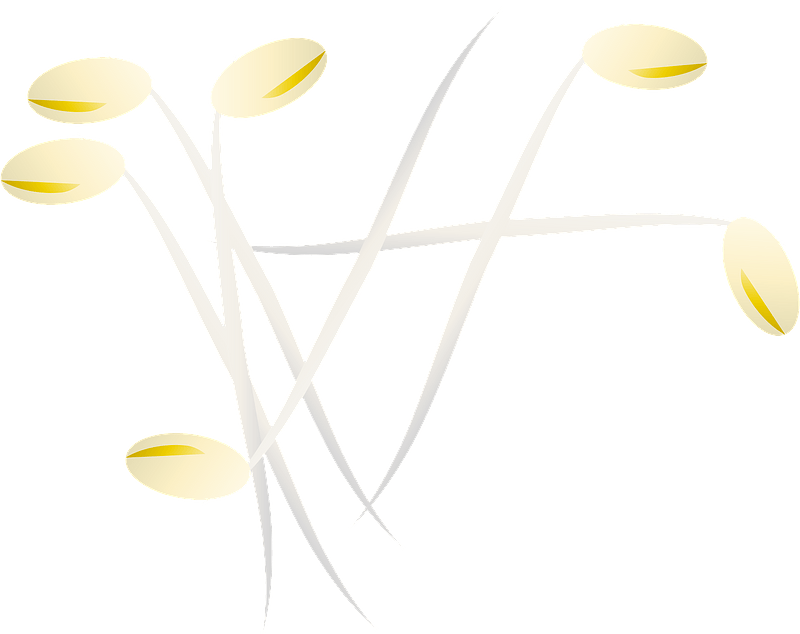 Bean sprouts vegetable