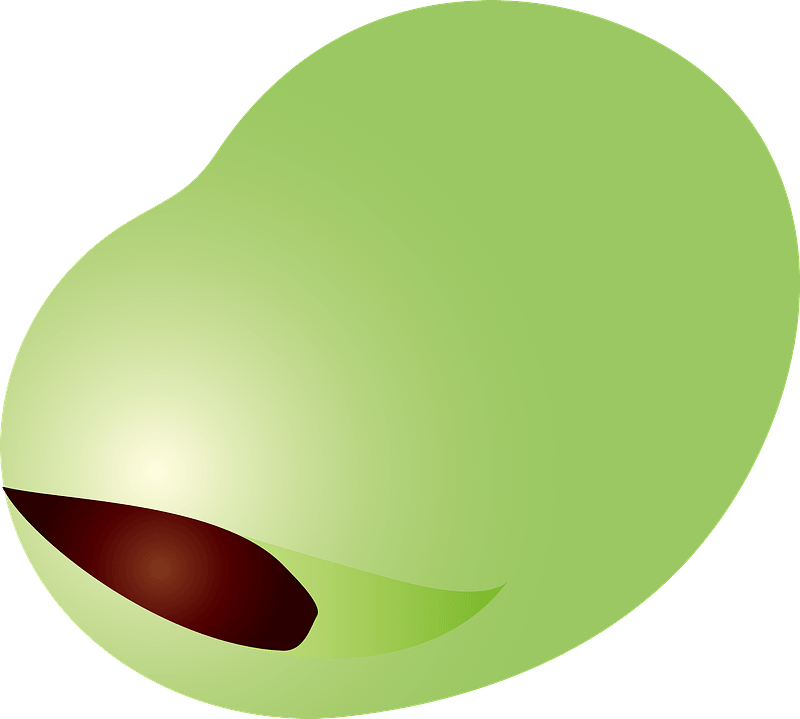 Broad bean vegetable