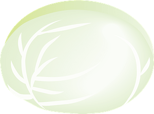 Cabbage