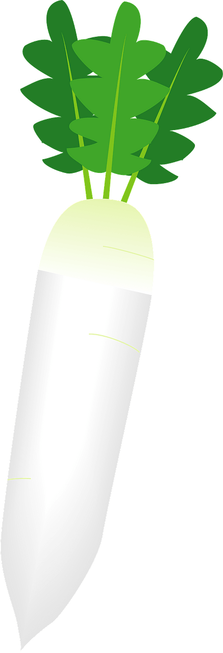Daikon radish