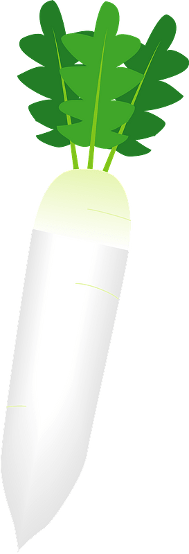 Daikon radish
