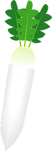 Daikon radish