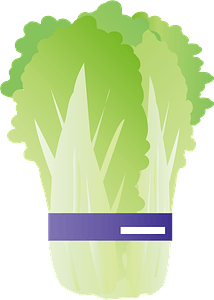 Napa cabbage