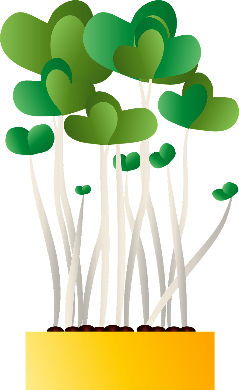 Radish sprouts