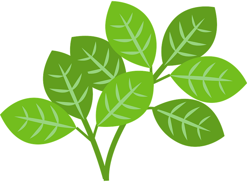 Tossa jute vegetable - Jute Leaves