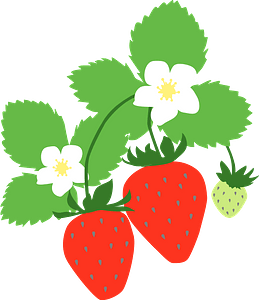 Strawberries on the plant