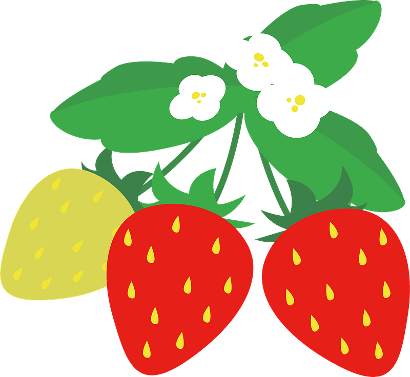 Strawberries on the plant