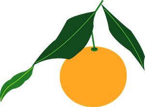 Mikan fruit - Japanese citrus