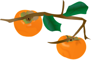 Persimmons on the tree