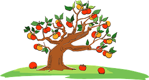 Persimmon tree