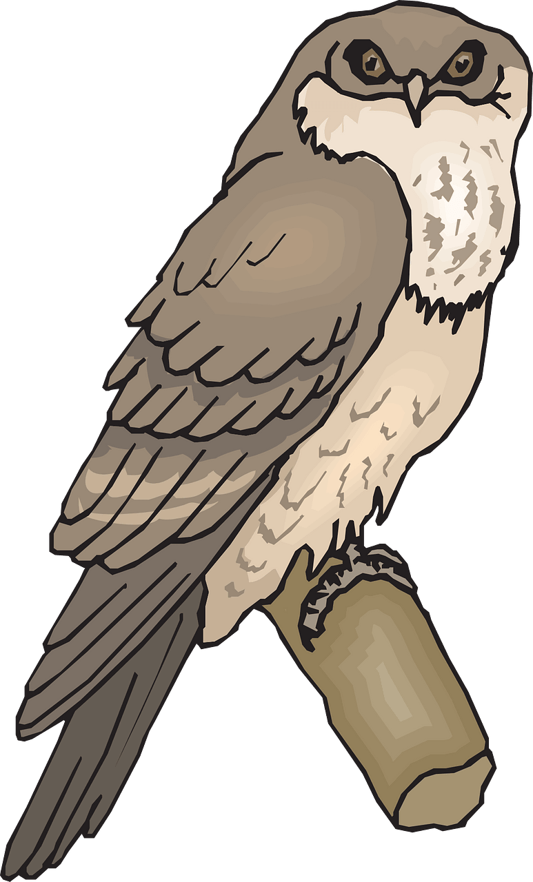 Owl on branch
