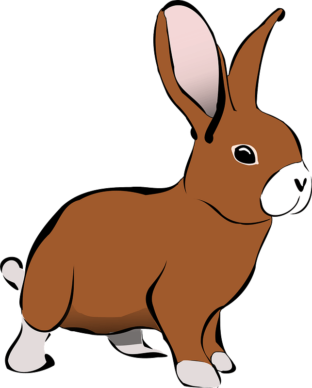 Brown rabbit