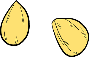Corn kernels