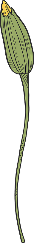 Dandelion bud