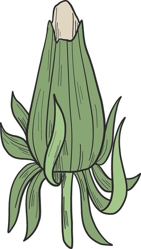 Dandelion bud