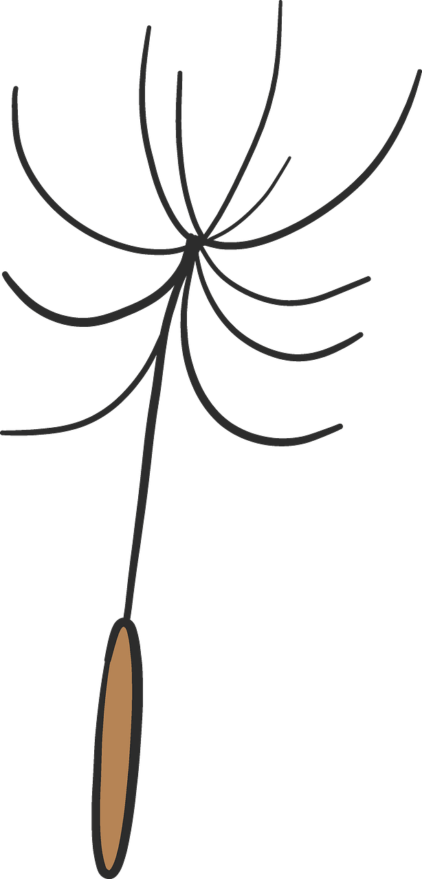 Dandelion parachute