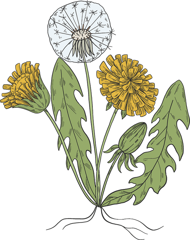 Dandelion plant