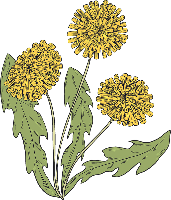 Dandelion plant