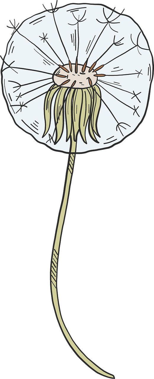 Dandelion puff