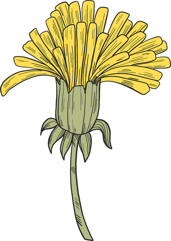 Dandelion