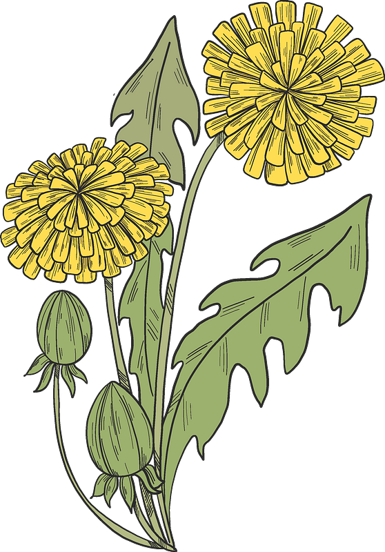 Dandelions