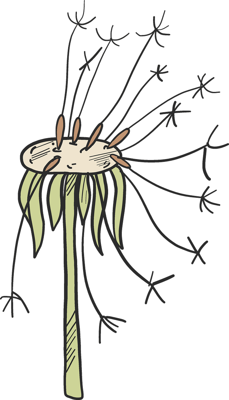 Fading dandelion