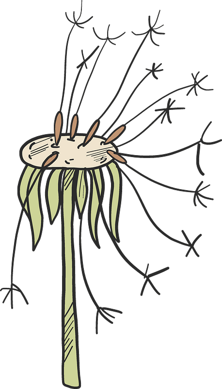 Fading dandelion