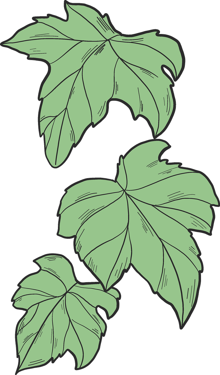 Ivy leaves