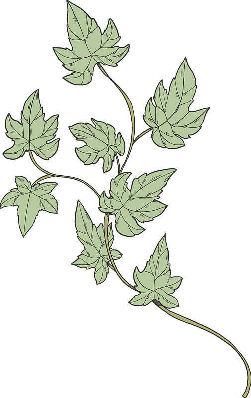 Ivy