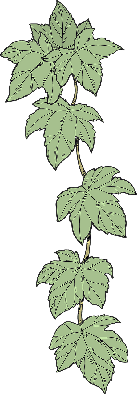 Ivy