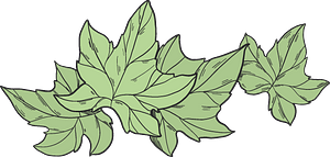 Ivy