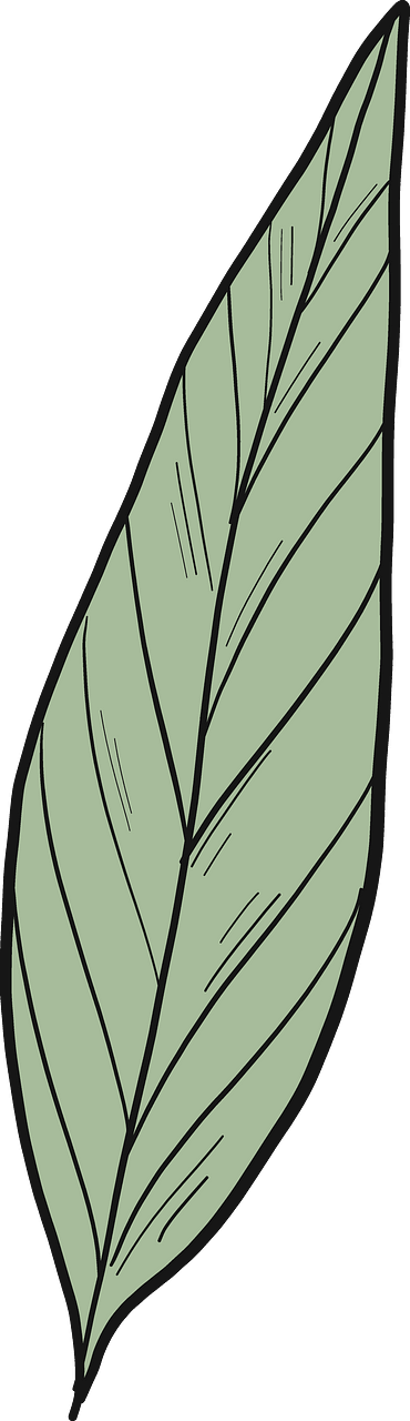 Laurel leaf