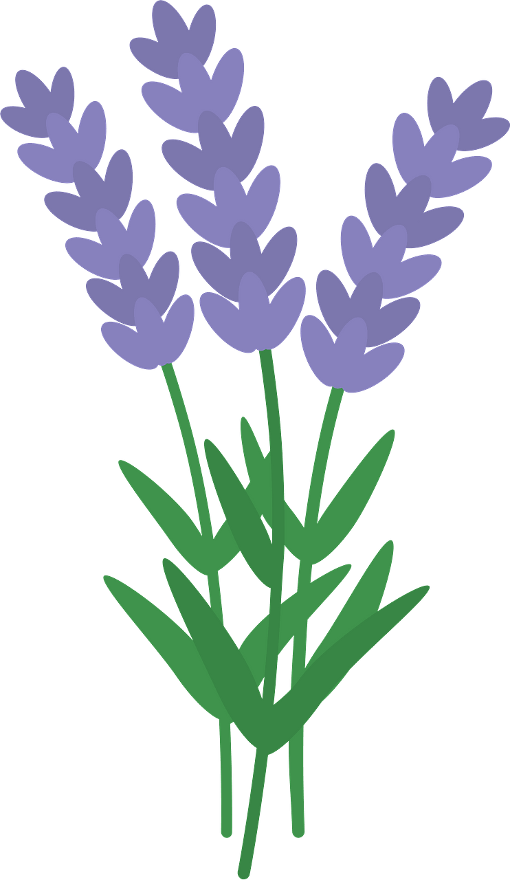 薰衣草