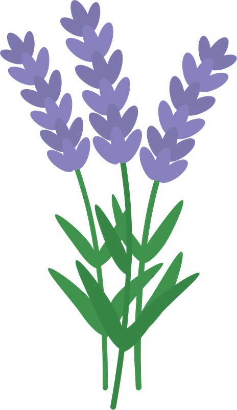 라벤더
