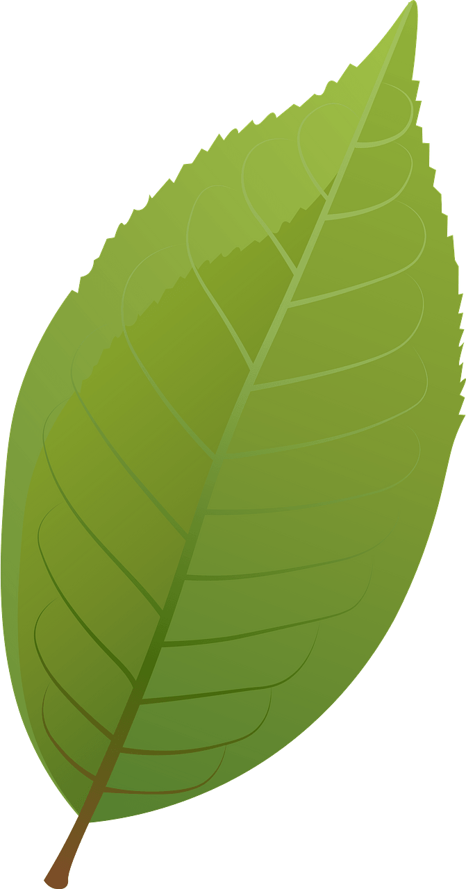 Bird cherry summer leaf