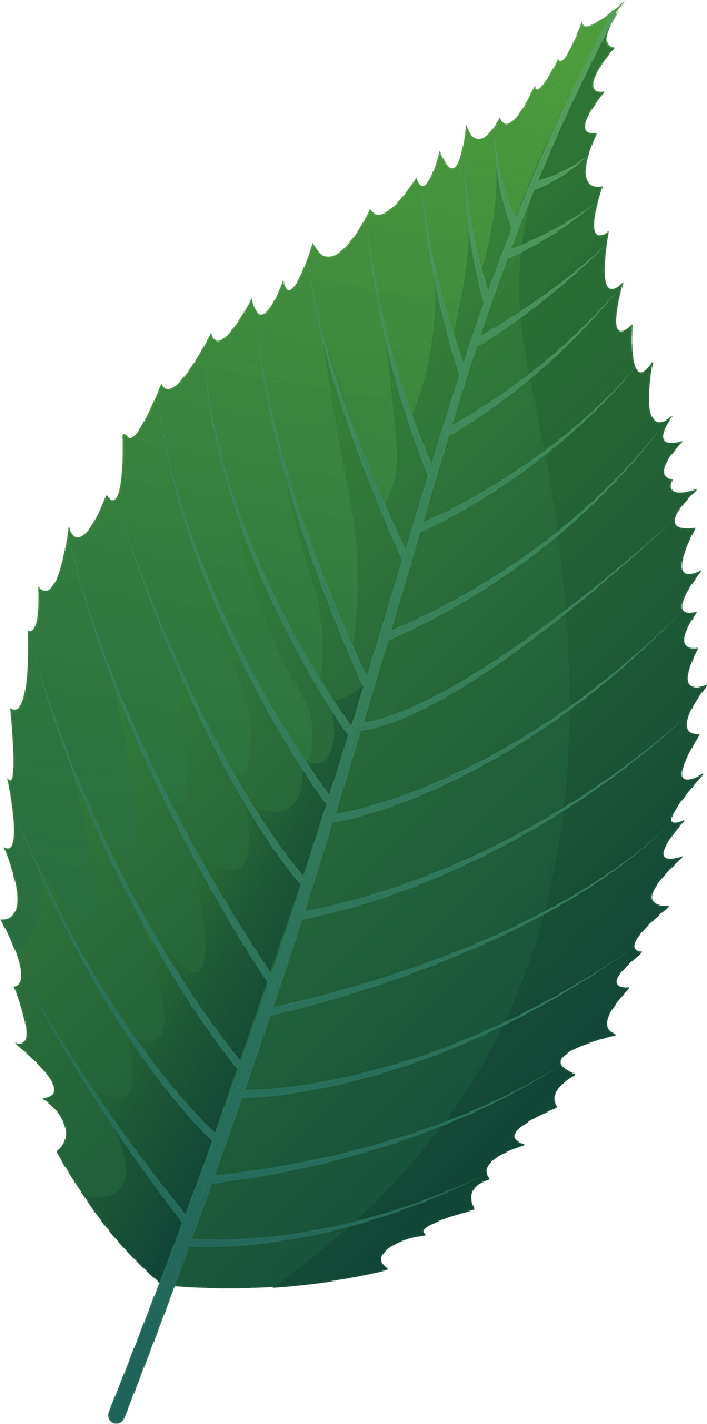 Blue beech spring leaf