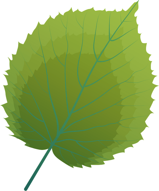 Handkerchief tree summer leaf