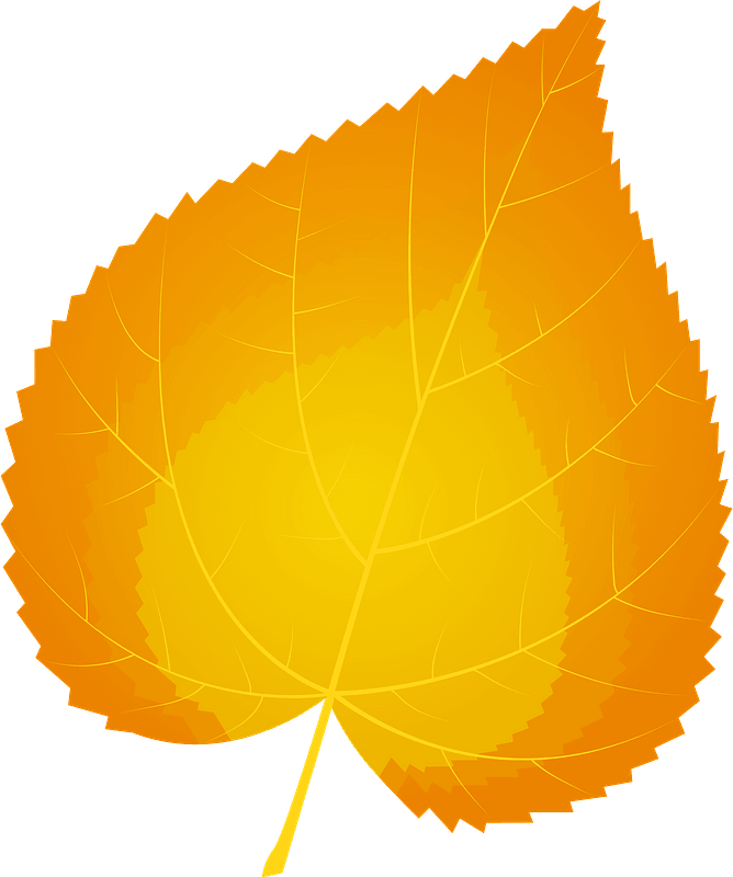 Common lime autumn leaf
