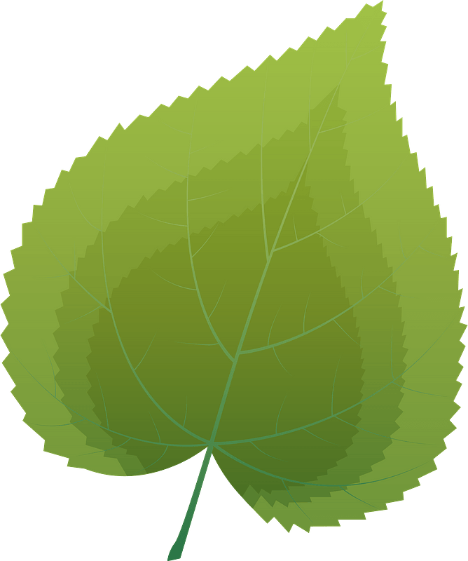 Common lime summer leaf
